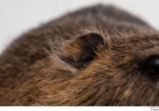 Nutria ear 0004.jpg